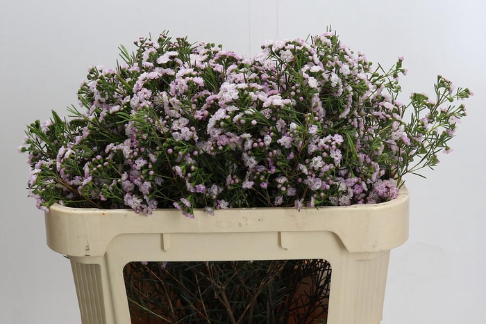 Chamelaucium Dancing Queen