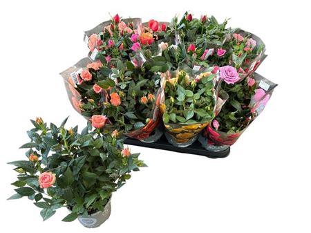 <h4>Ro Kordana Gem 5 Srt</h4>