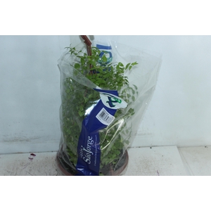 ASPARGO SMILAX C21