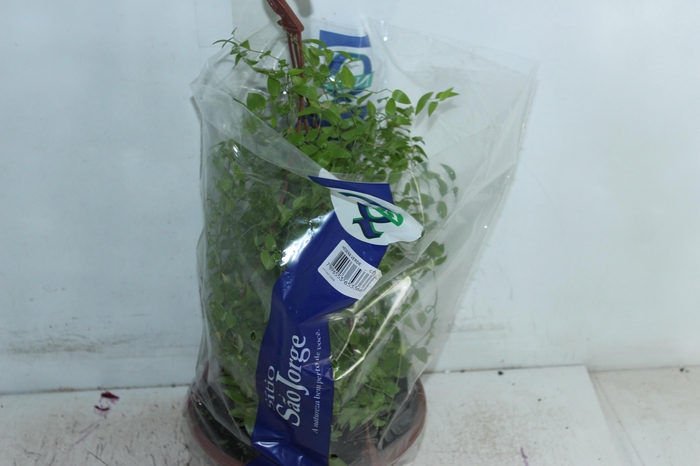 <h4>ASPARGO SMILAX C21</h4>
