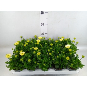 Osteospermum  '3D White'