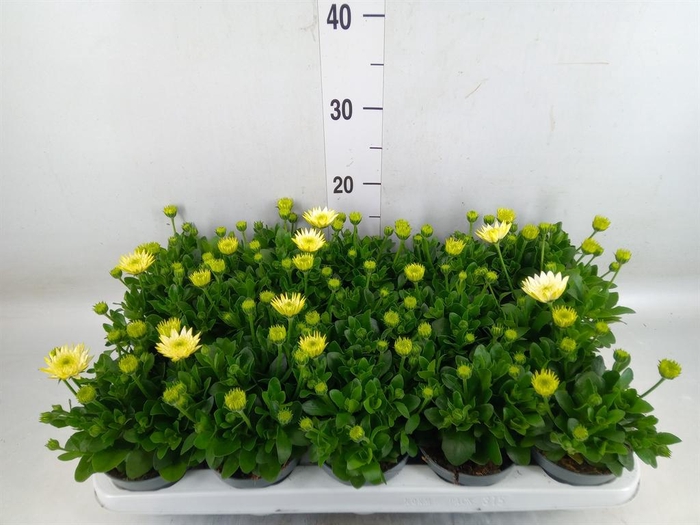 <h4>Osteospermum  '3D White'</h4>