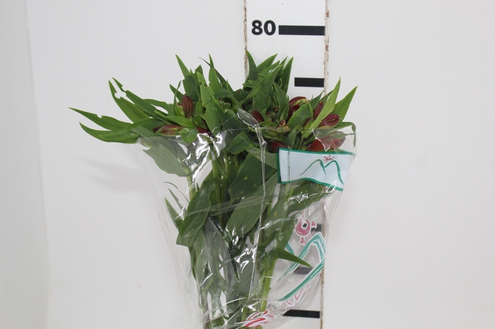 <h4>ALSTROEMERIA CHEERIO 080 CM</h4>