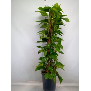 Epipremnum pinn.   ...moss stick