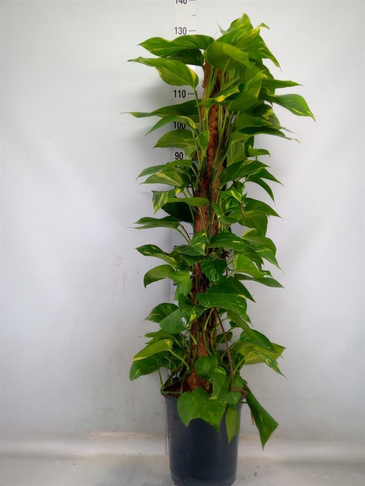 <h4>Epipremnum pinn.   ...moss stick</h4>