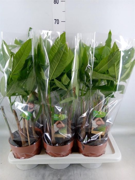 <h4>Pachira aquatica</h4>