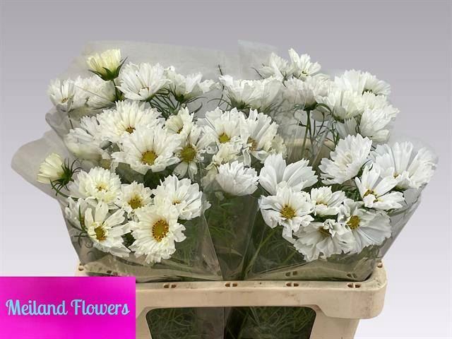 <h4>COSMOS BIPINNATUS</h4>