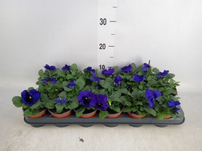 <h4>Viola wr. 'Delta Blue wBlotch'</h4>