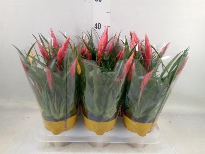 <h4>Vriesea  'Astrid'</h4>