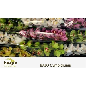 Cymb Mixed Stems
