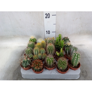Cactus   ...mix