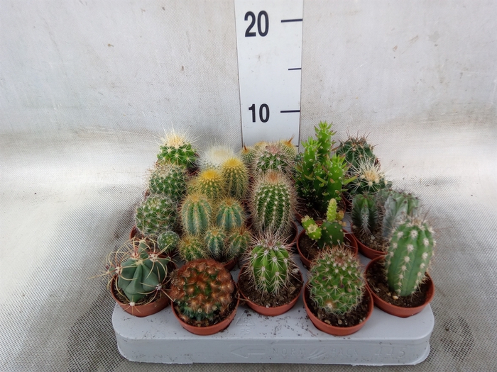 <h4>Cactus   ...mix</h4>