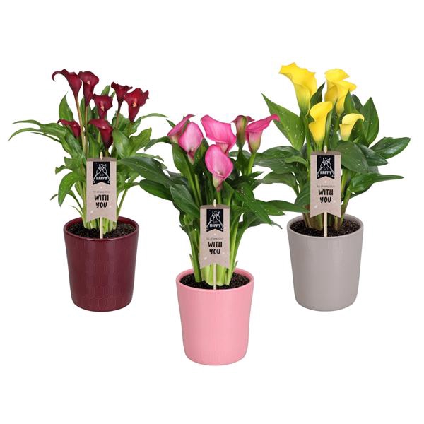 <h4>Zantedeschia gemengd Calla mix in Tico keramiek</h4>