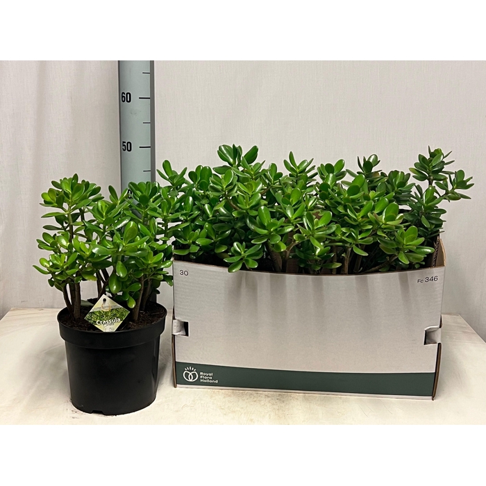 <h4>CRASS OVATA</h4>