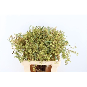 Euca Exotica Berry 60cm P Bunch
