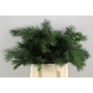 Pinus Grof Bs