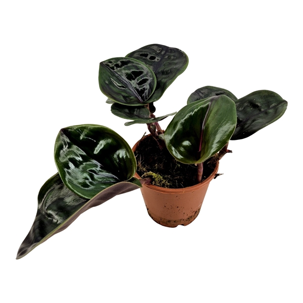 <h4>Geogenanthus midnight pearl</h4>