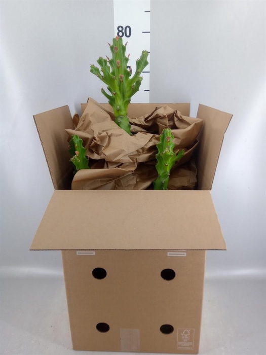 <h4>Euphorbia   ...</h4>