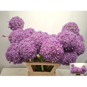ALLIUM GLOBEMASTER