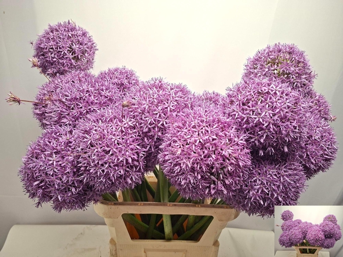 <h4>ALLIUM GLOBEMASTER</h4>