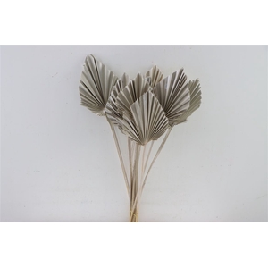 Dried Palm Spear 10pc White Bunch Slv