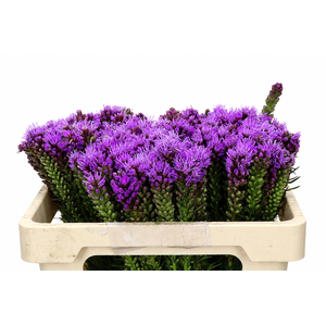 Liatris Spicata
