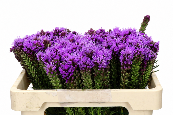 <h4>Liatris Spicata</h4>
