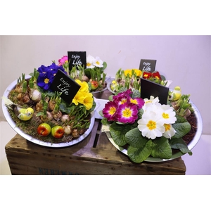 arr8 Arr Bol Knolgewas In Zinken Schaal