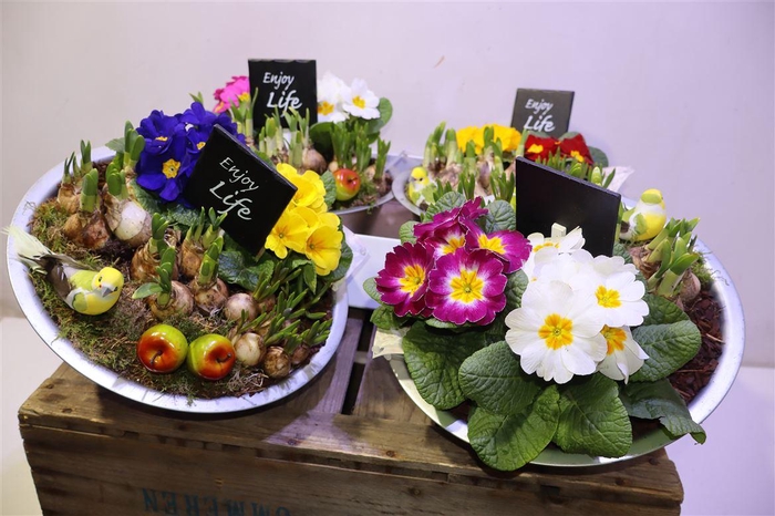 <h4>arr8 Arr Bol Knolgewas In Zinken Schaal</h4>