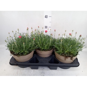 Rhodanthemum hosm. 'Zagora Orange'