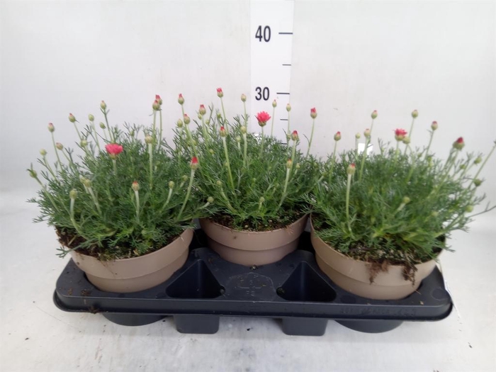 <h4>Rhodanthemum hosm. 'Zagora Orange'</h4>