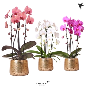 Kolibri Orchids Niagara fall 2spike luxury gold