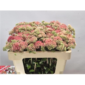 SEDUM MAGICAL LIZZY