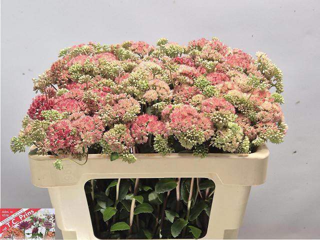 <h4>SEDUM MAGICAL LIZZY</h4>