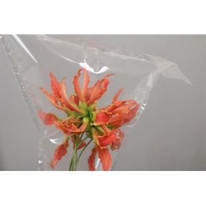 Gloriosa Exot Orange Short