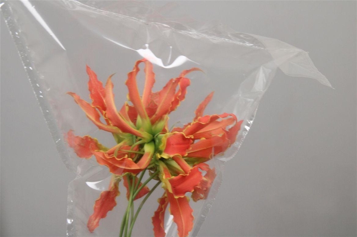 <h4>Gloriosa Exot Orange Short</h4>