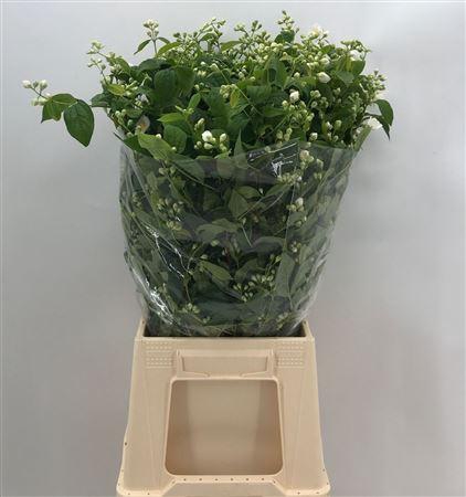 <h4>Philad Snowbelle</h4>