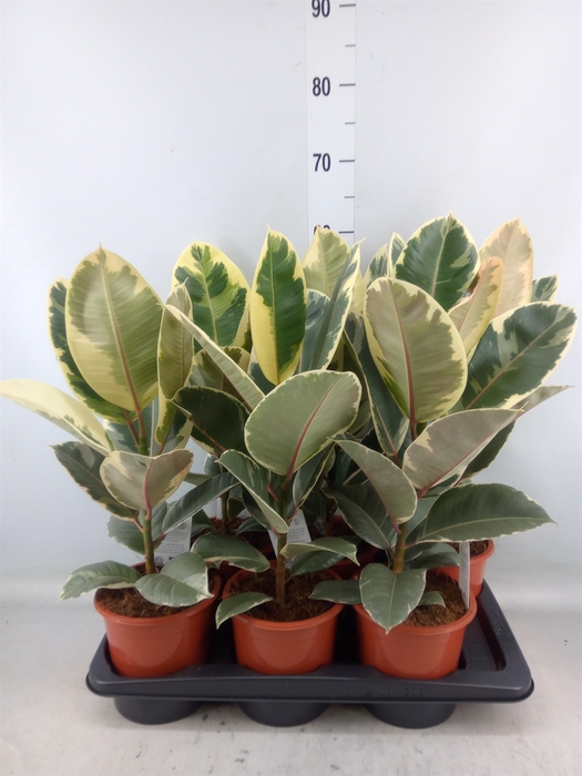 <h4>Ficus elastica 'Tineke'</h4>