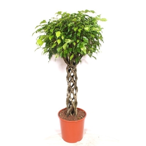 Ficus Exotica
