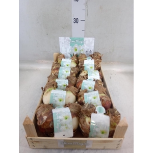 Hippeastrum   ...flowerbulbs