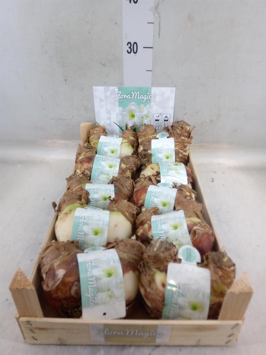 <h4>Hippeastrum   ...flowerbulbs</h4>