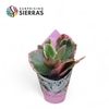 Kalanchoe Variagata Multicolor (Sierra) Sierra Coll. Potcover