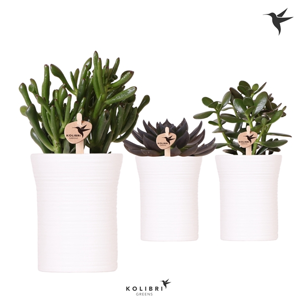 <h4>Kolibri Greens Succulent mix in Furrow pot white</h4>