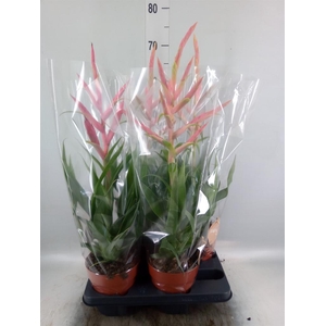 Tillandsia  'Dolce'