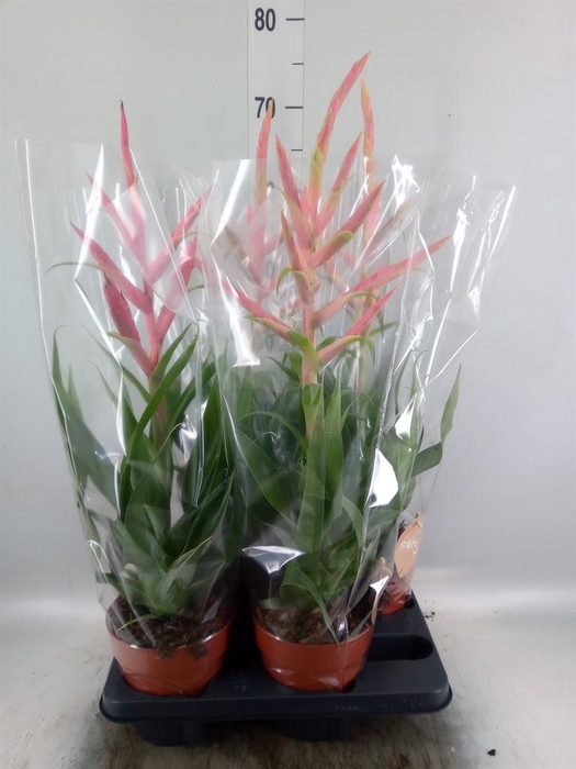 <h4>Tillandsia 'Dolce'</h4>