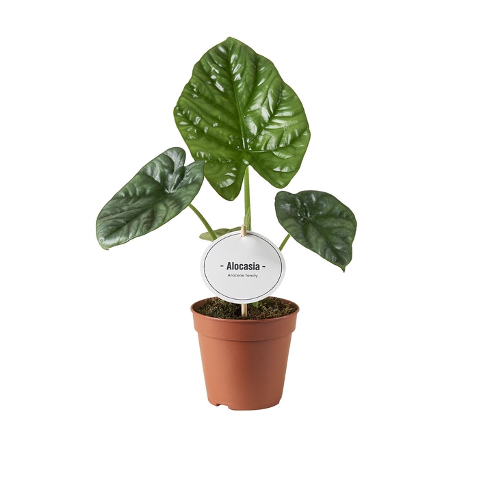 <h4>Alocasia   ...</h4>