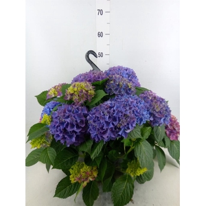 Hydrangea mac. 'Hi River'