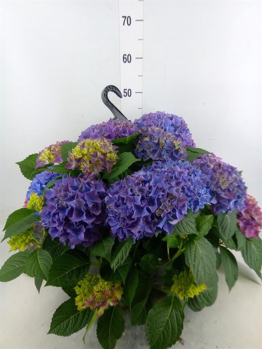 <h4>Hydrangea mac. 'Hi River'</h4>
