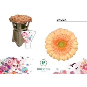 Germini Dalida Water