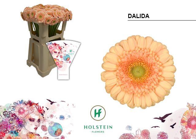 <h4>Germini Dalida Water</h4>